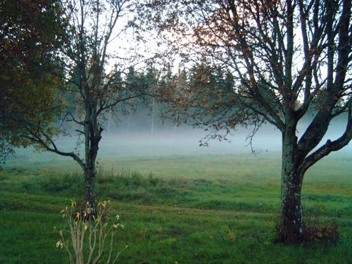Herbstnebel am Morgen