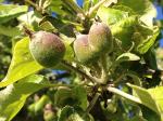 Kleine Äpfel