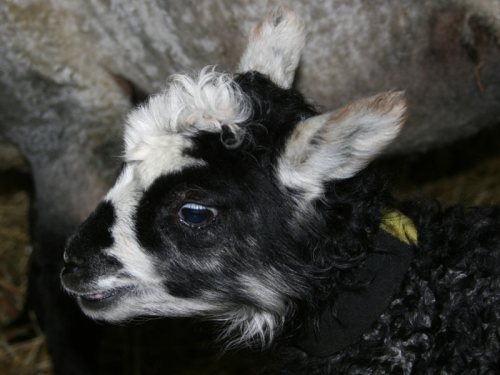Frisch geborenes Lämmchen vom Nachbarhof
