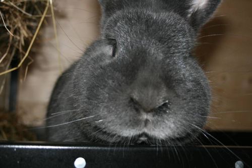 Unser Kaninchen "Moppel"