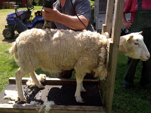 Ein Schaf wird geschoren