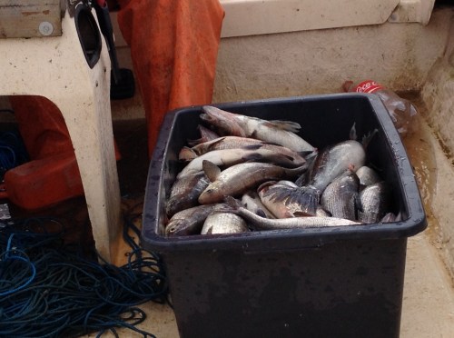 Ein Eimer voll Fisch