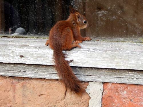 Junges Eichhörnchen