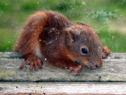 Junges Eichhörnchen