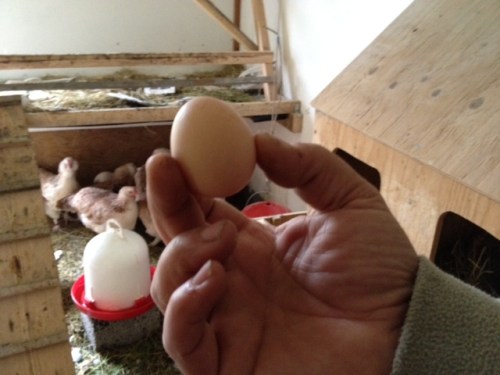 Das erste Ei in Håkannäs!