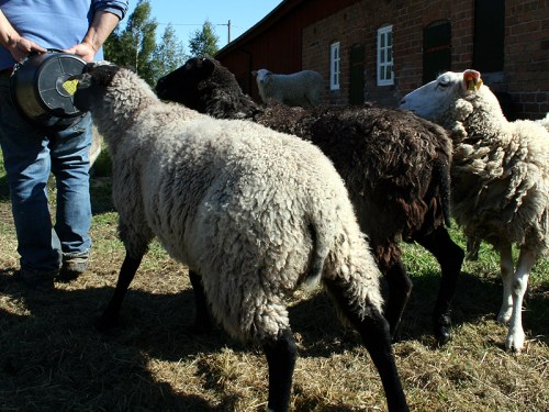Elvis bettelt um Streicheleinheiten