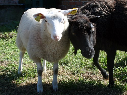 Frida schiebt Lotte beiseite