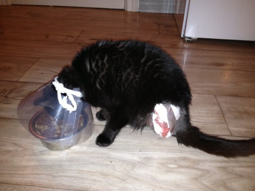 Fuzzy hat nun nur noch 3 Beine.