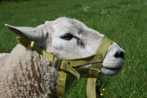 Der Schafbock 2Bully"