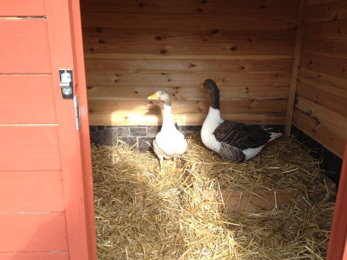 Emil und Gertrud in ihrem gemütlichen Zuhause