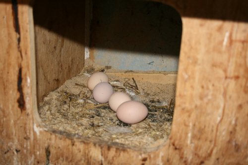 Vier Eier in einem Hühnernest.