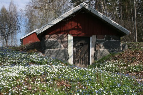 Weiße und blaue Frühlingsblüher vor dem Erdkeller