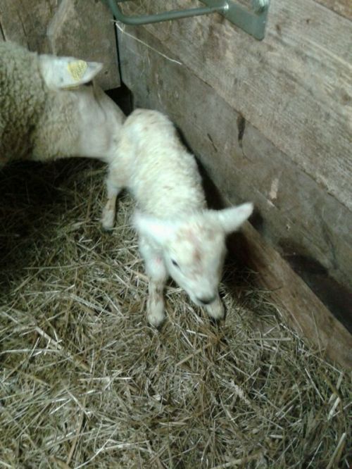 wp-1426349497248 image