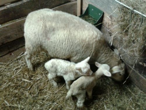 wp-1427655913288 image