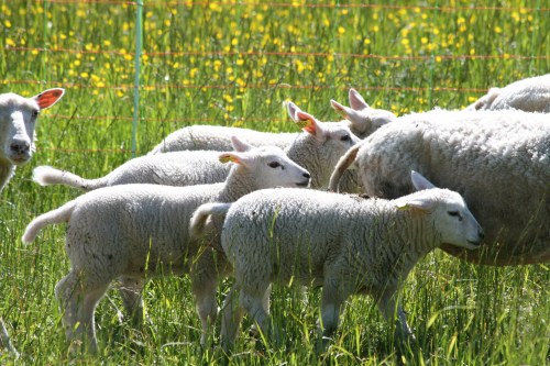 Lämmer auf der frischen Wiese