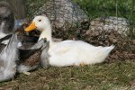Unsere erste weiße&nbsp;Ente