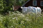 Wiese, Silageballen und ein&nbsp;Haus